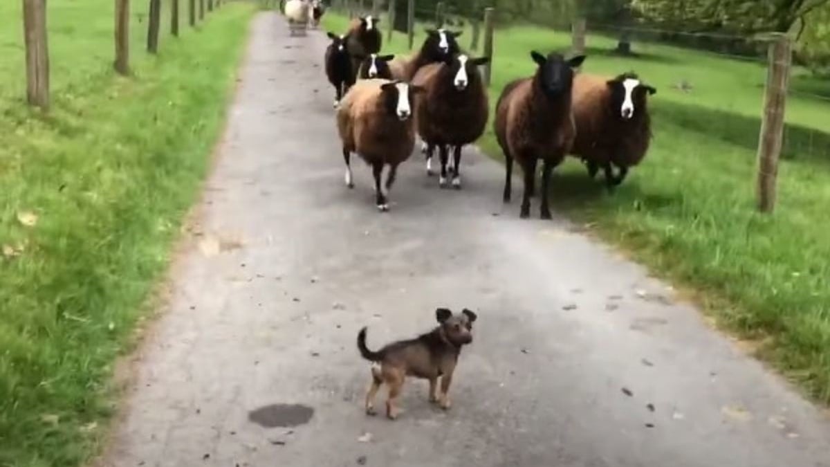 Illustration : "Ce petit chien adore la vie à la ferme et prend son rôle de berger très à coeur (vidéo)"