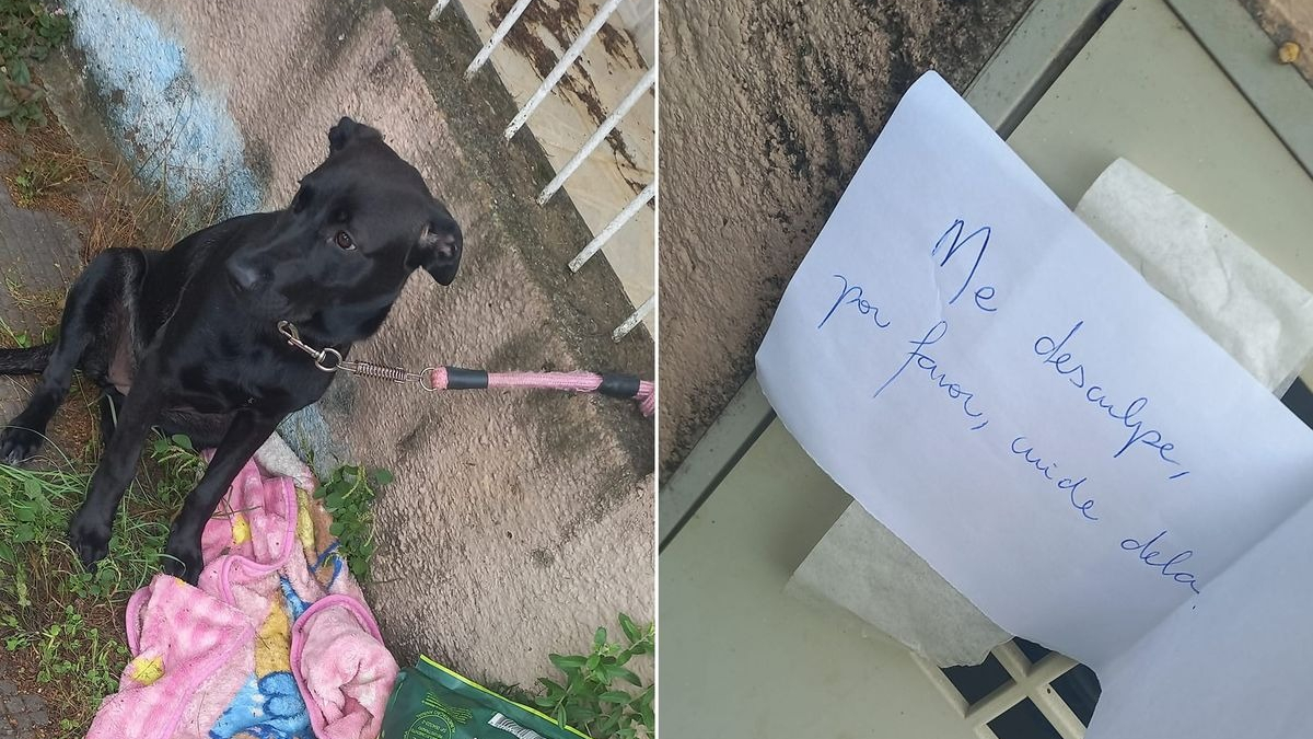 Illustration : "Elle découvre une chienne abandonnée devant sa porte avec une note et demande de l'aide sur les réseaux sociaux"