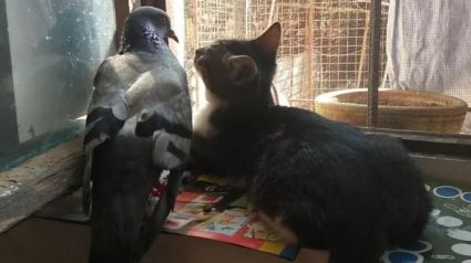 Illustration : 20 photos d'animaux pour qui l'amitié n'a aucune frontière