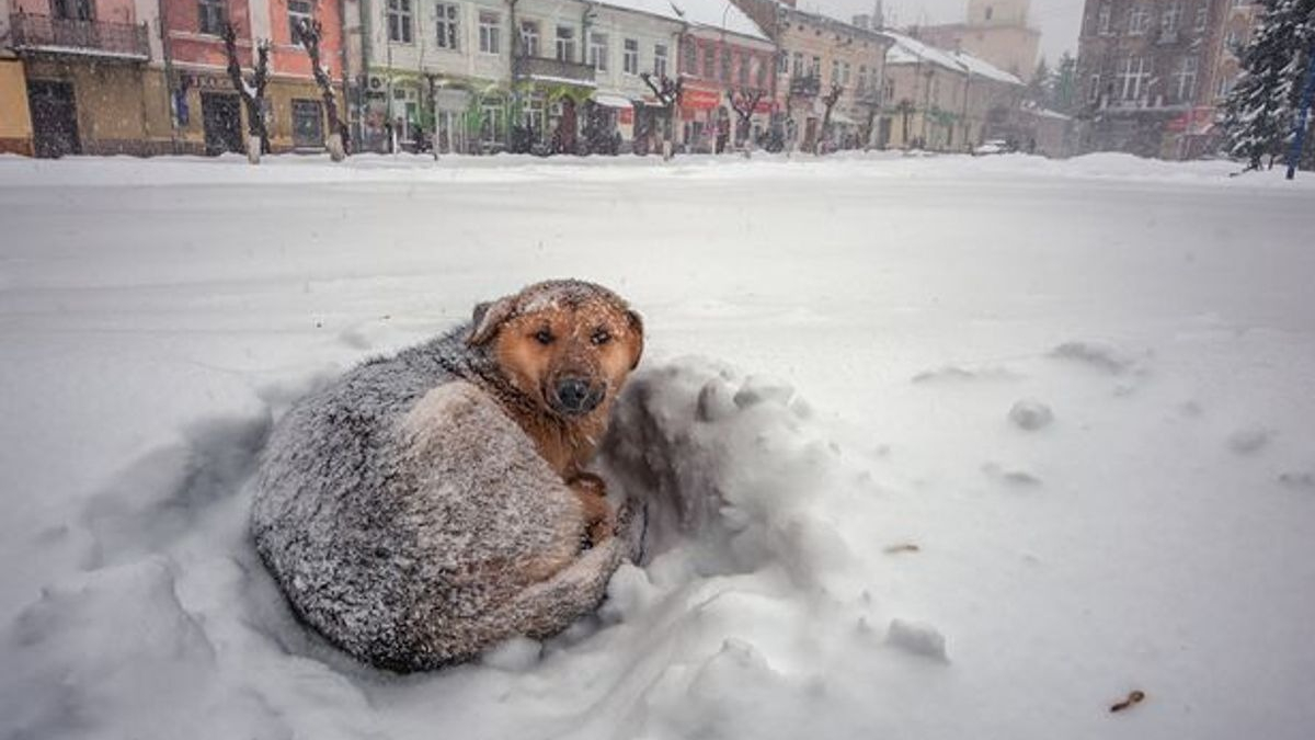 Illustration : "Un chien errant devient le héros d'une fillette perdue dans une tempête de neige pendant 18 heures"