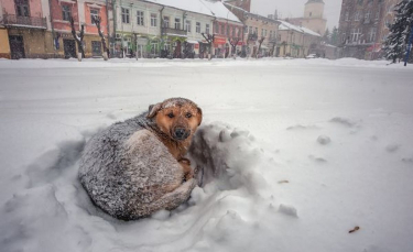 Illustration : "Un chien errant devient le héros d'une fillette perdue dans une tempête de neige pendant 18 heures"