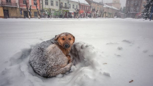 Illustration : Un chien errant devient le héros d'une fillette perdue dans une tempête de neige pendant 18 heures