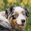 Illustration : Le Berger Australien, toujours chien pr&eacute;f&eacute;r&eacute; des Fran&ccedil;ais suivi par une race qui fait son grand retour sur le podium