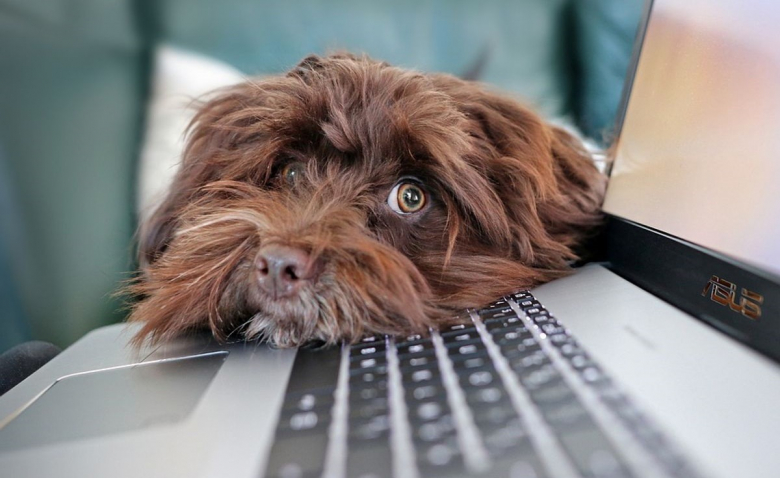 https://www.woopets.fr/assets/img/012/982/bannerbig2021/la-mairie-de-nice-ouvre-ses-portes-aux-animaux-de-compagnie-des-employes.jpg