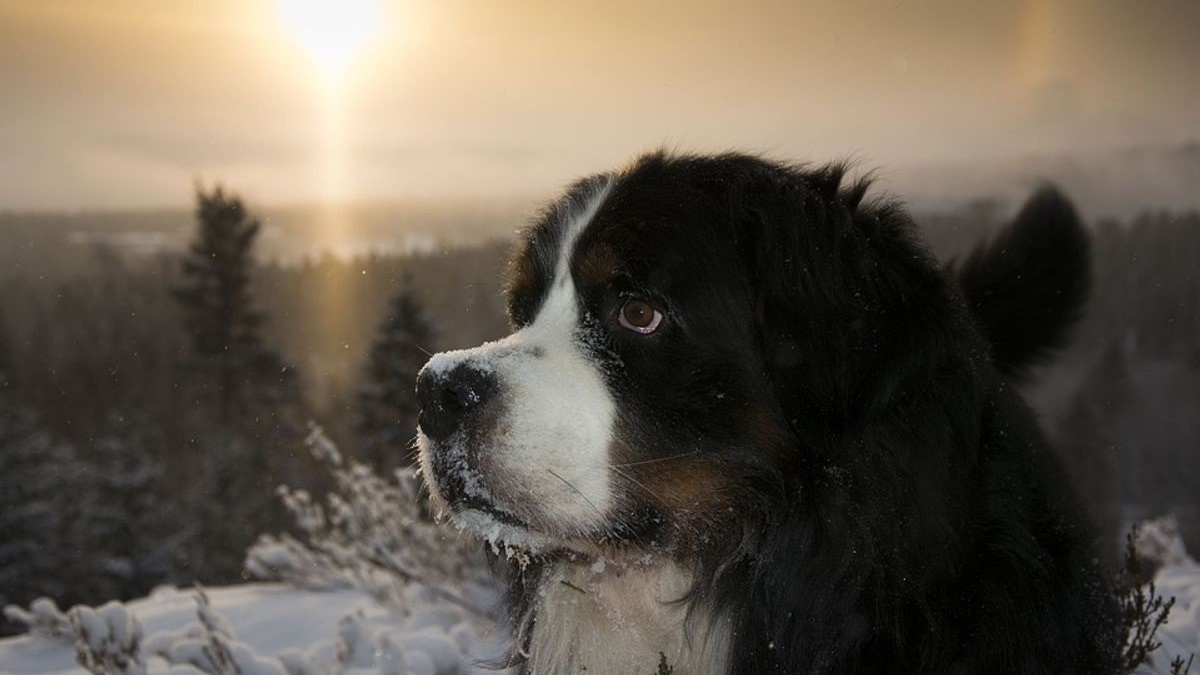 Illustration : "10 recommandations avant de partir en randonnée avec votre chien cet hiver"