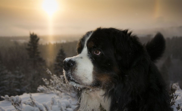 Illustration : "10 recommandations avant de partir en randonnée avec votre chien cet hiver"