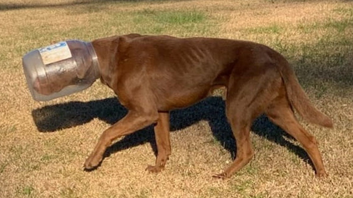 Illustration : "Des bénévoles tentent de sauver un chien en fuite avec un bocal coincé sur la tête"