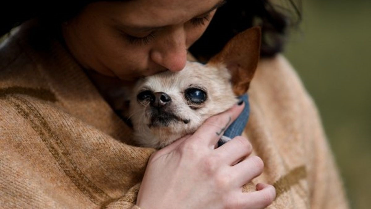 Illustration : "Une photographe offre des séances photo émouvantes aux propriétaires et leurs animaux de compagnie en fin de vie"