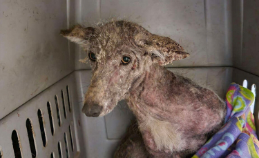 Illustration : "Chien ou coyote ? Elle découvre un animal décharné ainsi que transi de froid devant sa porte et décide de l'aider"