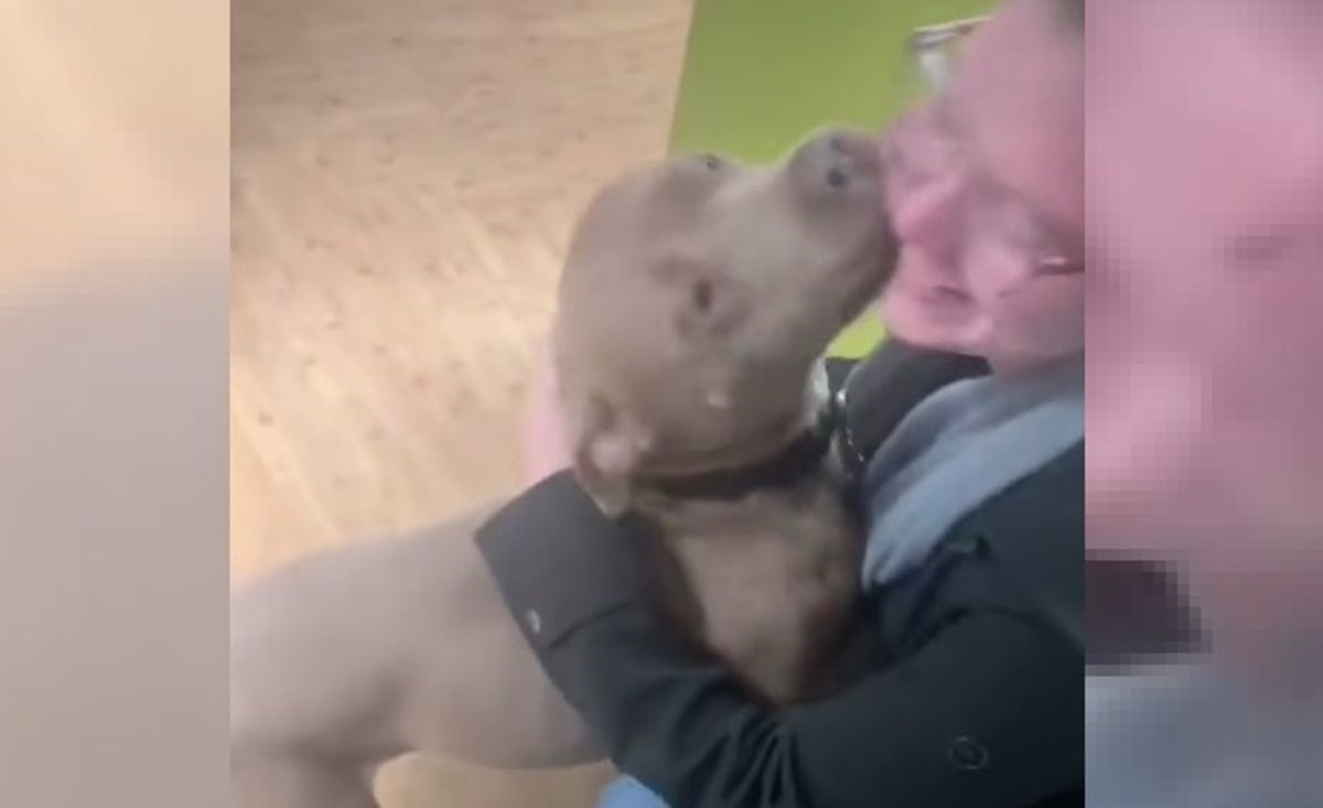 Illustration : "Les retrouvailles larmoyantes entre une femme et son Pitbull volé 2 ans et demi plus tôt (vidéo)"