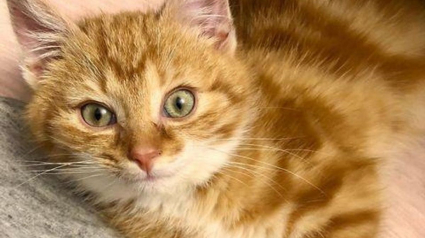 Illustration : Un chaton trouve le courage de surmonter ses problèmes neurologiques et respiratoires avec le soutien de sa famille d'accueil
