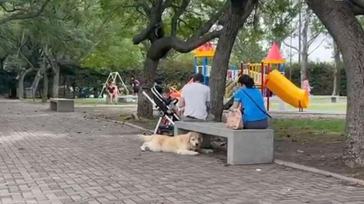 Illustration : "Lorsque la balade au parc se termine, ce chien échafaude un plan subtil et original pour ne pas rentrer ! (Vidéo)"