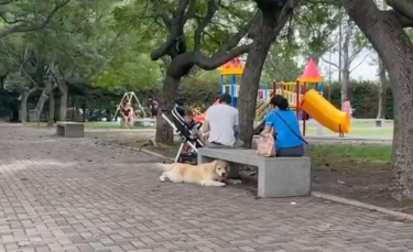 Illustration : "Lorsque la balade au parc se termine, ce chien échafaude un plan subtil et original pour ne pas rentrer ! (Vidéo)"