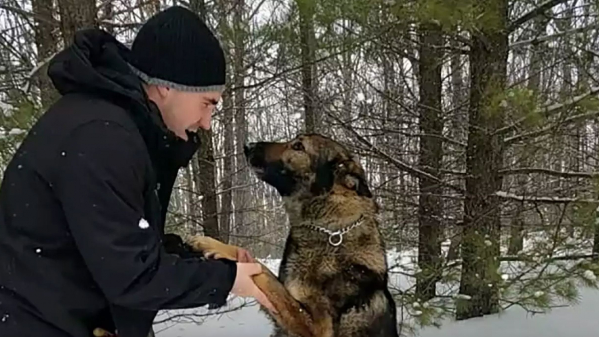 Illustration : "Un homme égaré dans le froid pendant plusieurs heures doit son salut à un chien policier"