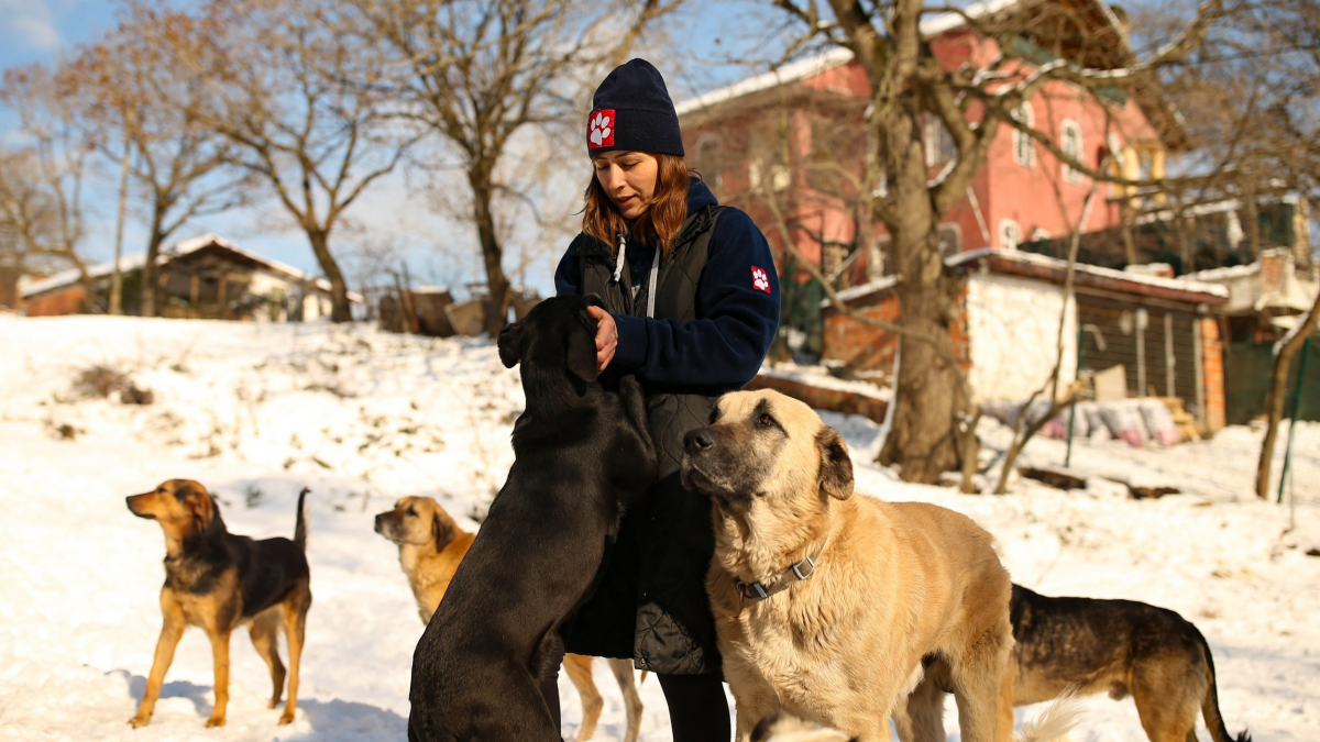 Illustration : "Un couple offre l'asile à une soixantaine de chiens errants pour les protéger du froid "