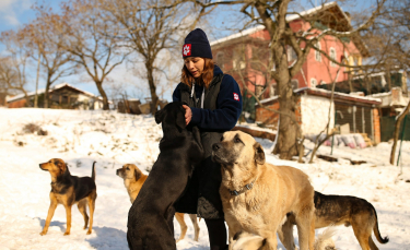 Illustration : "Un couple offre l'asile à une soixantaine de chiens errants pour les protéger du froid "