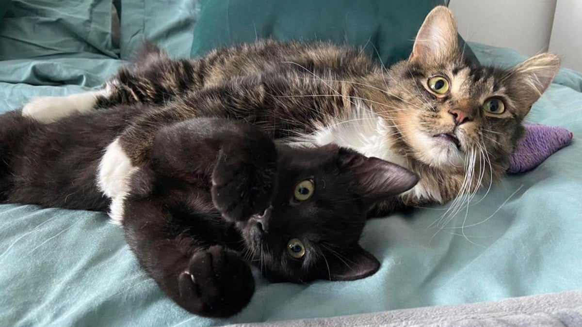 Illustration : "Un chat abandonné dans un immeuble assume le rôle de parent auprès d'un chaton orphelin et avide d'amour"