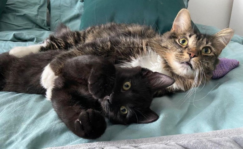 https://www.woopets.fr/assets/img/013/034/bannerbig2021/un-chat-abandonne-dans-un-immeuble-assume-le-role-de-parent-aupres-d-un-chaton-orphelin-et-avide-d-amour.jpg