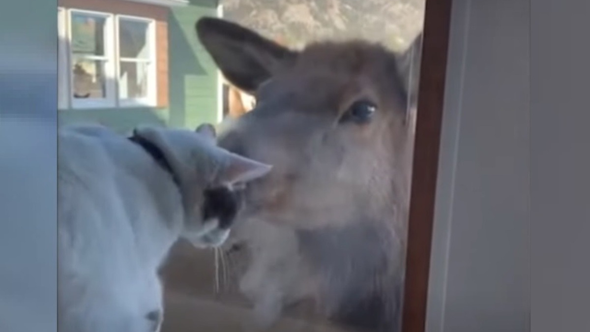 Illustration : "Il filme son chat essayant de câliner un wapiti pour que tous les amoureux des animaux puissent en profiter (vidéo)"