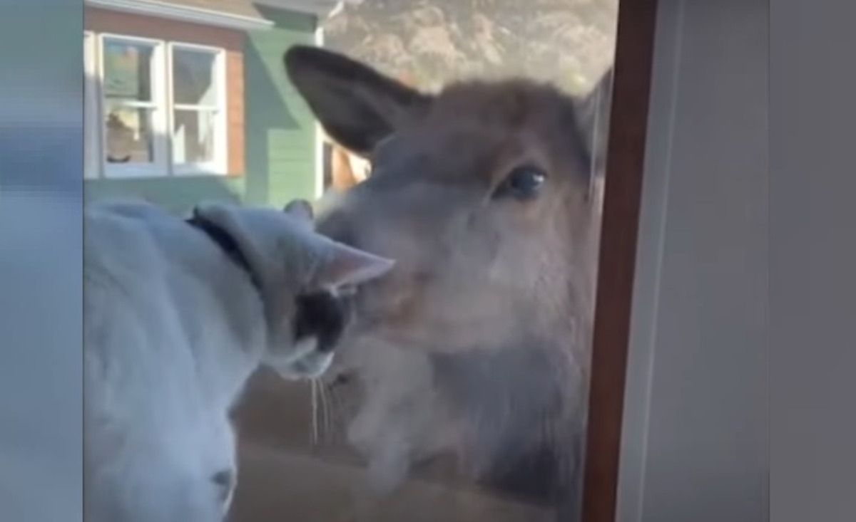 Illustration : "Il filme son chat essayant de câliner un wapiti pour que tous les amoureux des animaux puissent en profiter (vidéo)"