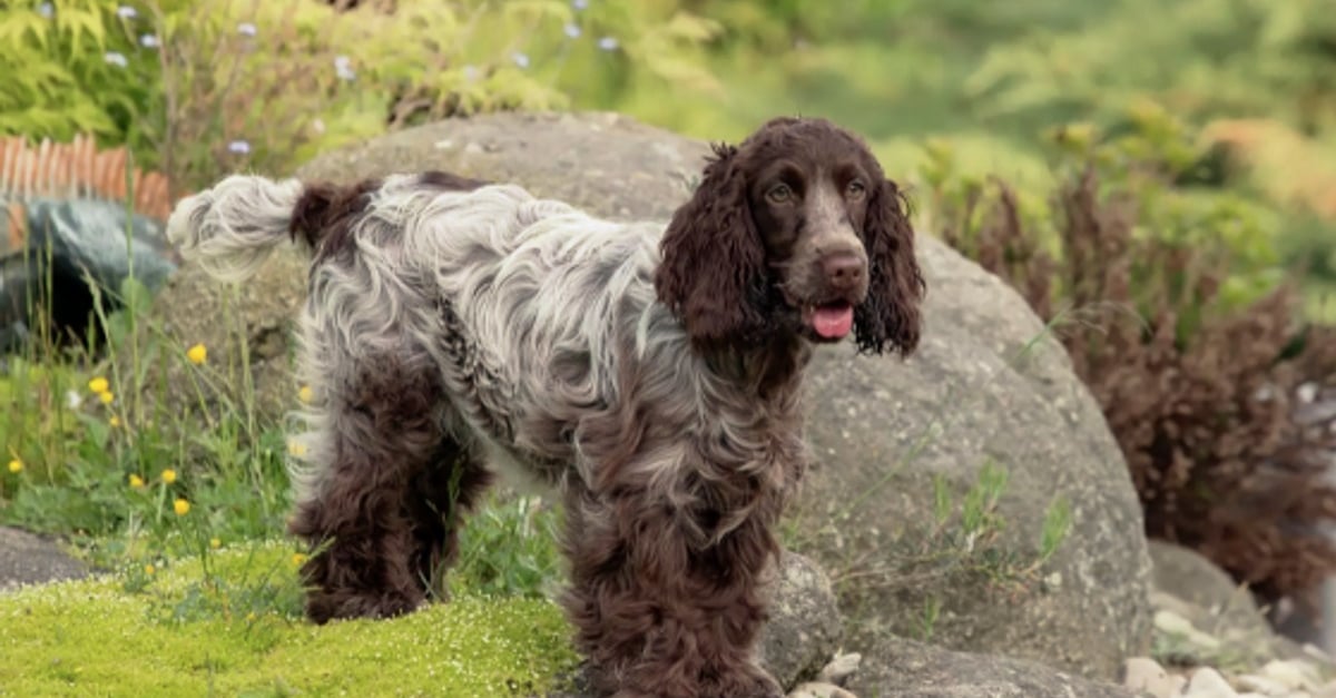 Partez à la découverte de 11 races de chiens anglais