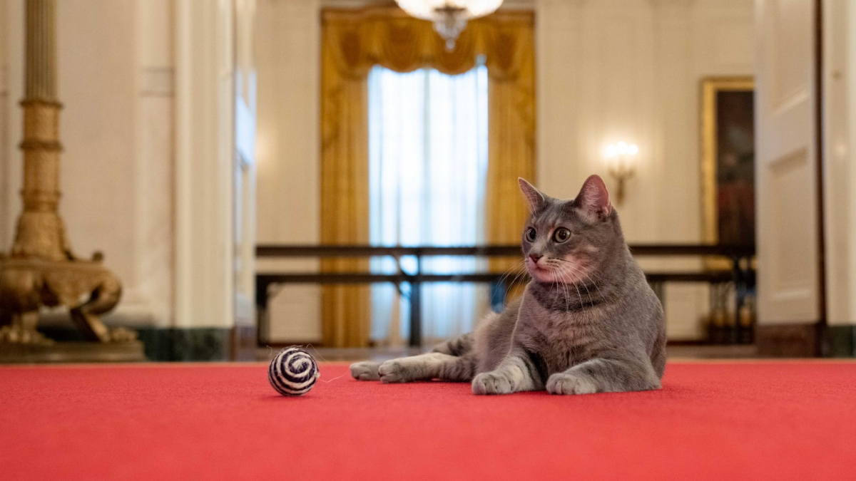 Illustration : "La famille Biden s'agrandit : une chatte prénommée Willow s'installe à la Maison-Blanche"