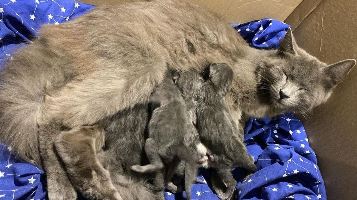 Illustration : "Une association au secours d'une chatte au corps émacié qui essayait de garder en vie ses 6 chatons dans une poubelle"