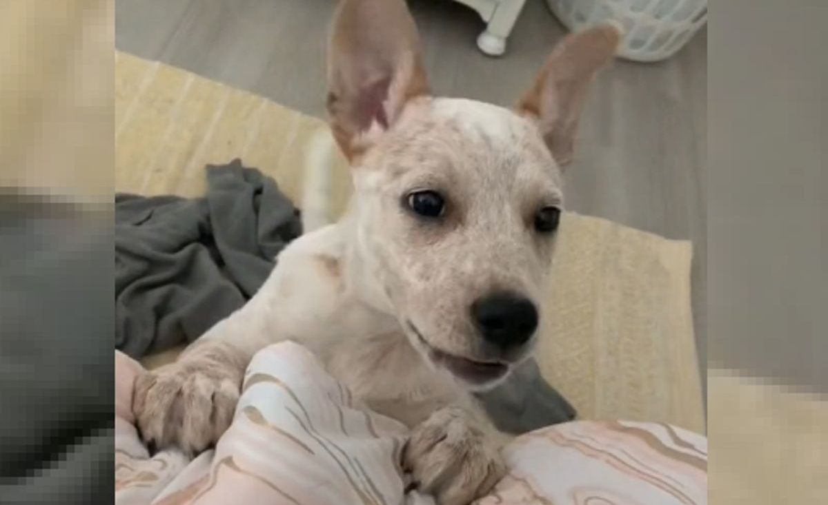 Illustration : "Elle filme une séquence adorable où son chiot sourd aboie à sa manière pour la première fois"