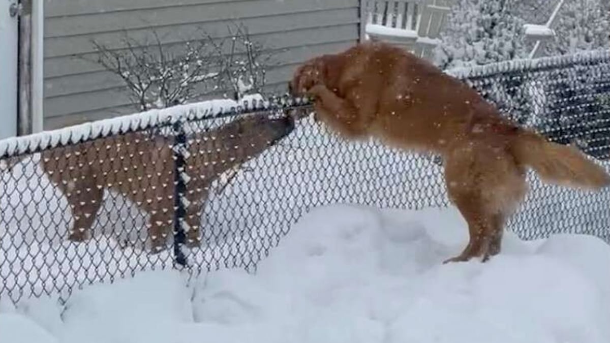 Illustration : "Une chienne ayant horreur de la neige dépasse sa répulsion pour dire bonjour à son meilleur ami (vidéo)"
