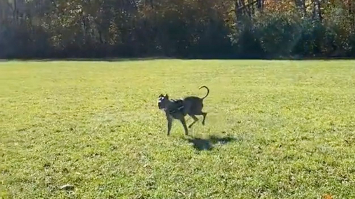 Illustration : "La réaction de ce chien aveugle s'amusant comme un fou avec une balle réchauffe le cœur (vidéo)"