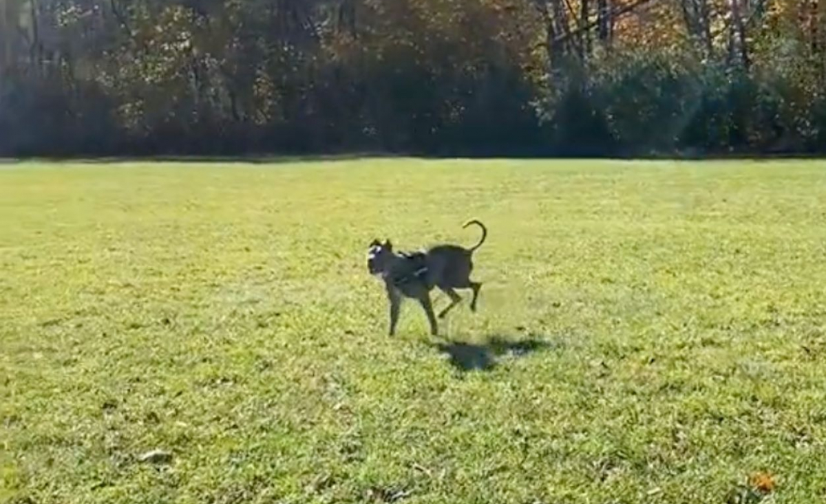 Illustration : "La réaction de ce chien aveugle s'amusant comme un fou avec une balle réchauffe le cœur (vidéo)"