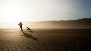 Illustration : Des vétérinaires alertent les propriétaires de chien sur les dangers de la promenade sur la plage par temps venteux