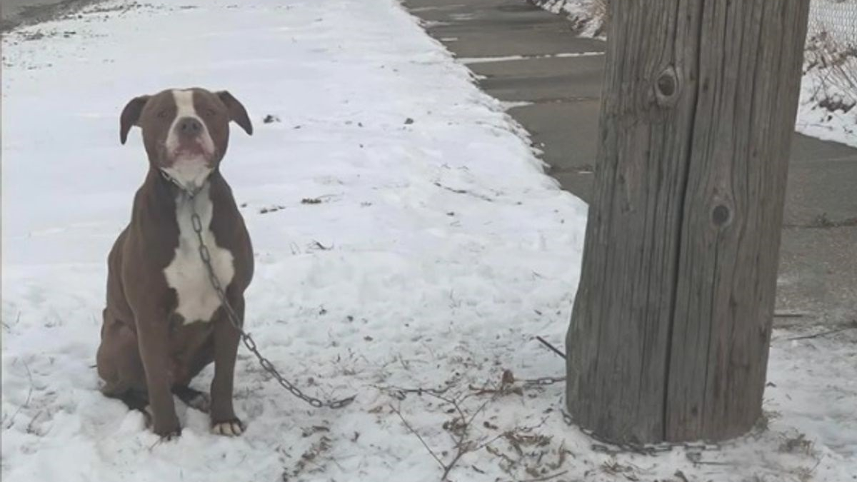 Illustration : "Un amoureux des animaux offre son aide à un Pitbull enchaîné dans le froid à un lampadaire"