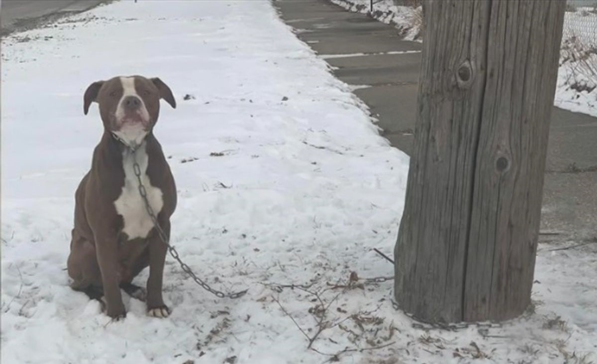 Illustration : "Un amoureux des animaux offre son aide à un Pitbull enchaîné dans le froid à un lampadaire"
