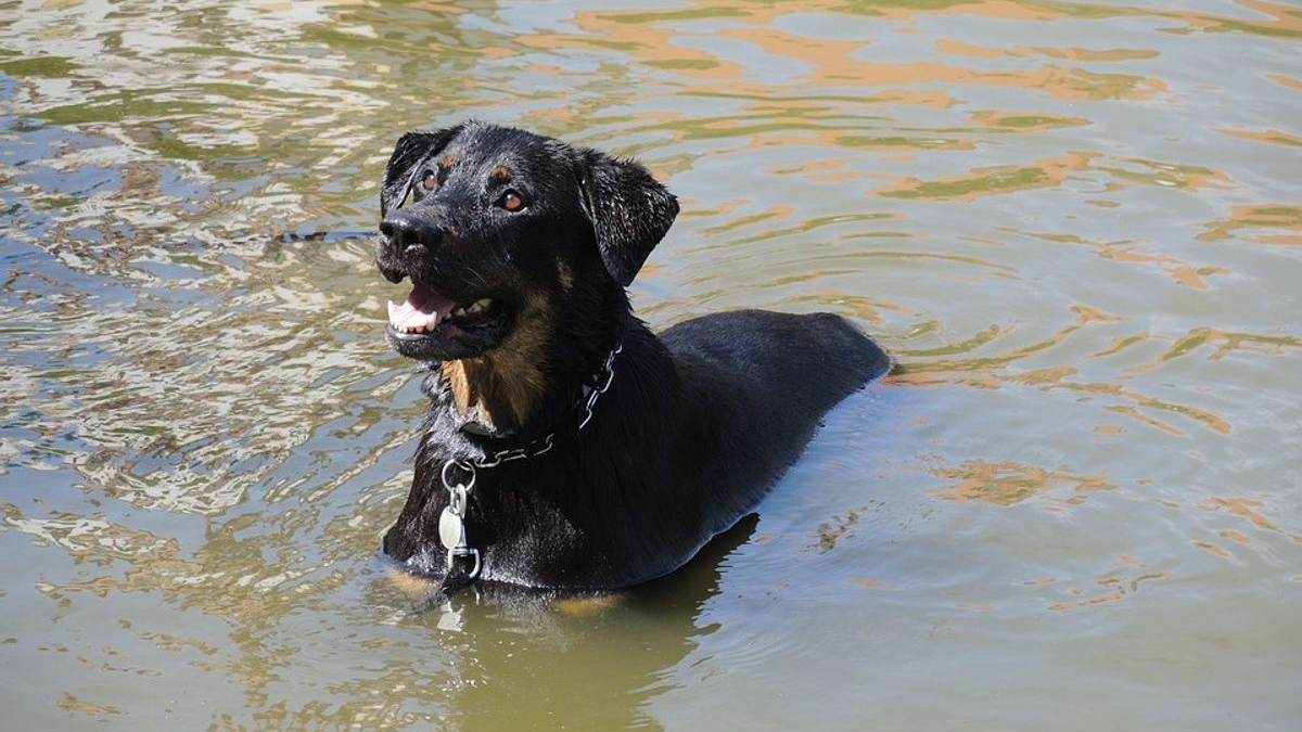 Illustration : "Il plonge dans l’eau glacée pour sauver un chien de la noyade. Une retraitée veut aider ce demandeur d’asile après son acte héroïque"