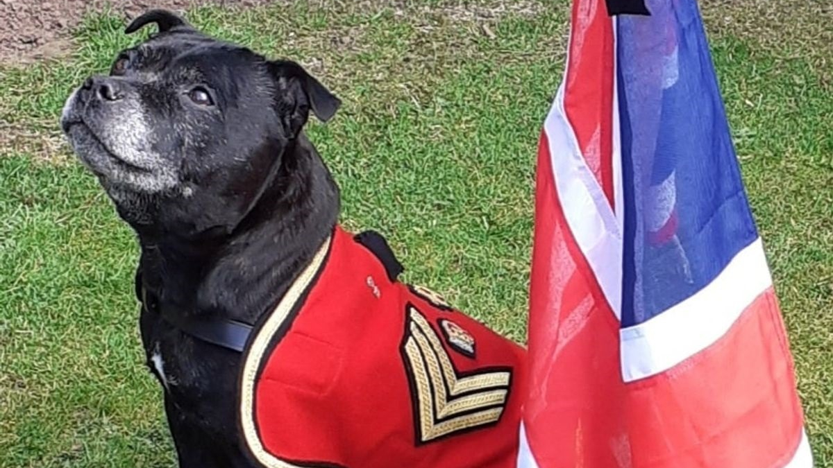 Illustration : "Watchman V, la mascotte de l'armée britannique pendant 13 ans mis à l'honneur avec des funérailles nationales dignes d'un héros"