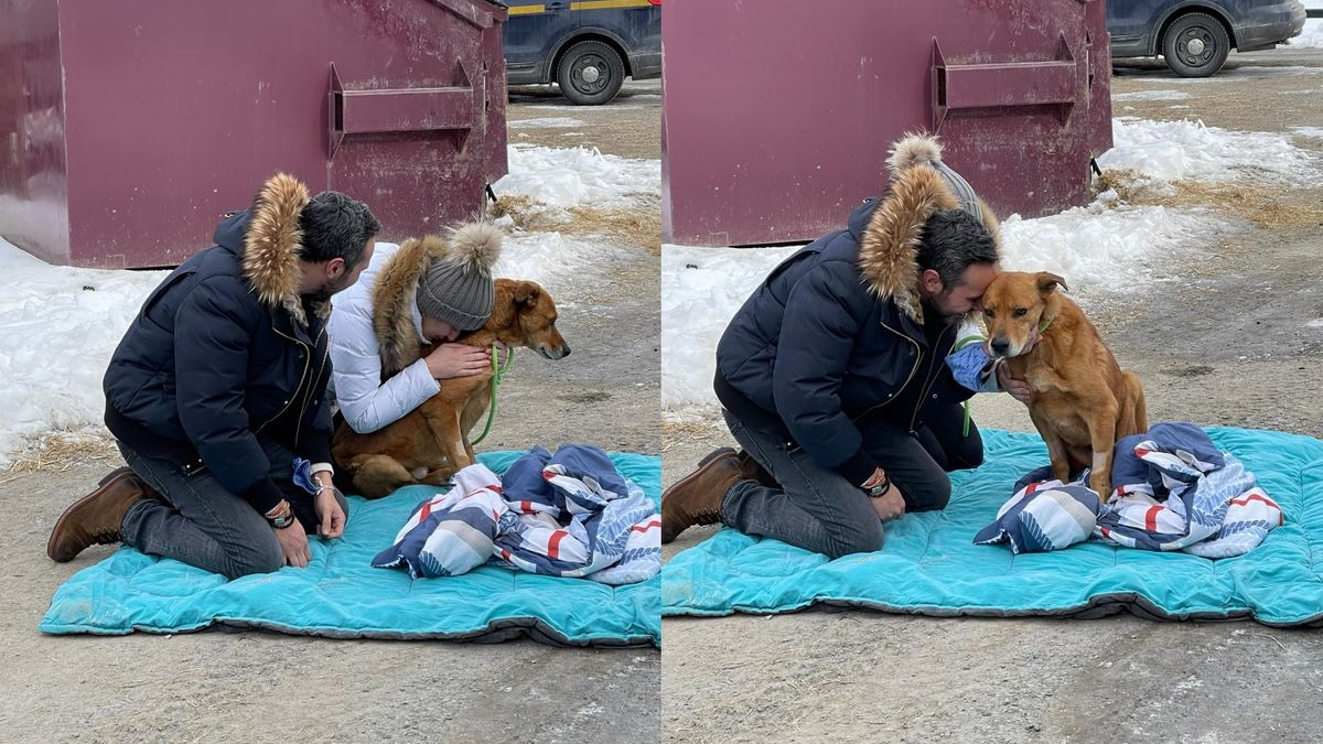 Illustration : "Après avoir disparu pendant 7 mois, ce chien blessé retrouve les bras réconfortants de ses propriétaires (vidéo)"