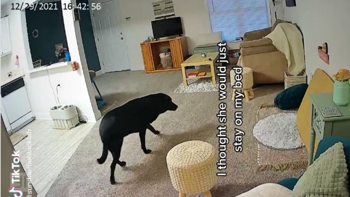 Illustration : "Curieuse, elle installe une caméra dans sa maison pour voir ce que son chien fait en son absence (vidéo)"