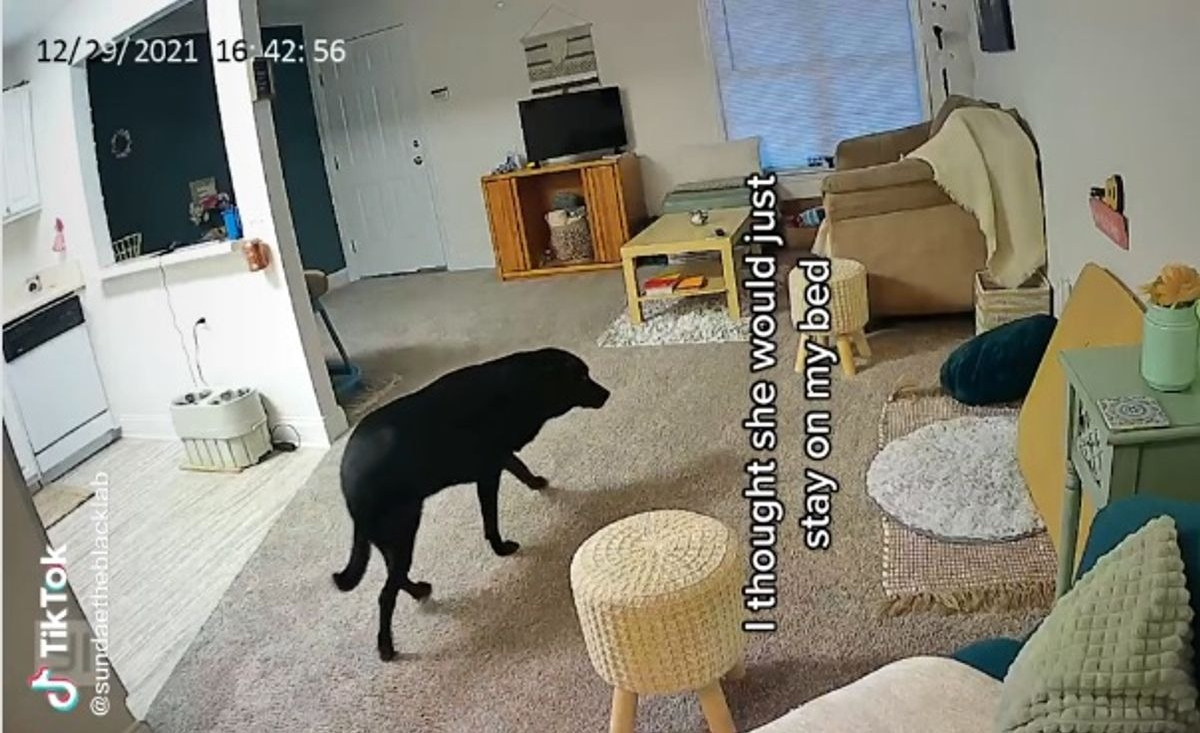 Illustration : "Curieuse, elle installe une caméra dans sa maison pour voir ce que son chien fait en son absence (vidéo)"