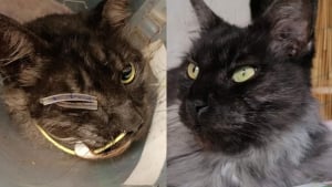 Illustration : L’émouvant sauvetage du chat Lamy par une association, qui lui cherche aujourd’hui une famille aimante