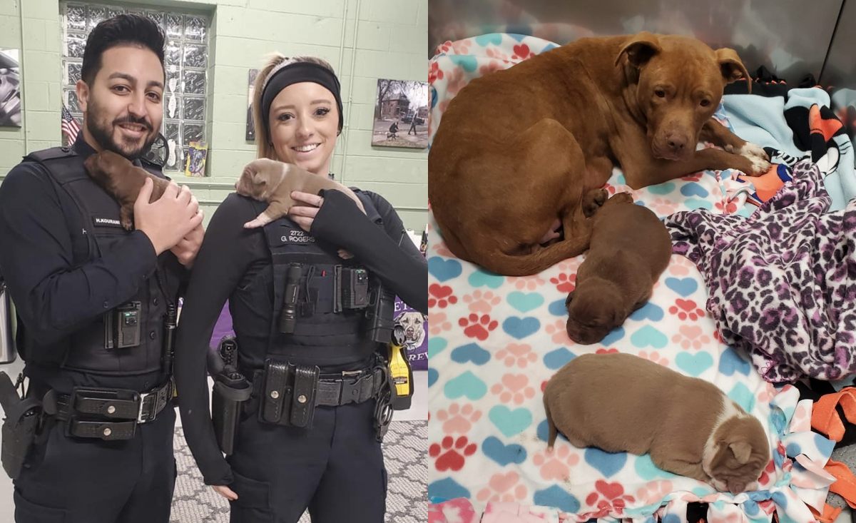 Illustration : "Ces 2 policiers ont fait bien plus que mettre en sécurité une chienne et ses chiots découverts dans une maison abandonnée"