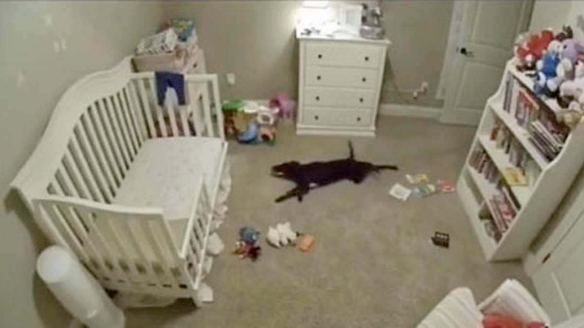 Illustration : "Un chien espiègle et effronté profite de l'absence de ses propriétaires pour jouer secrètement dans la chambre du bébé ! (Vidéo)"