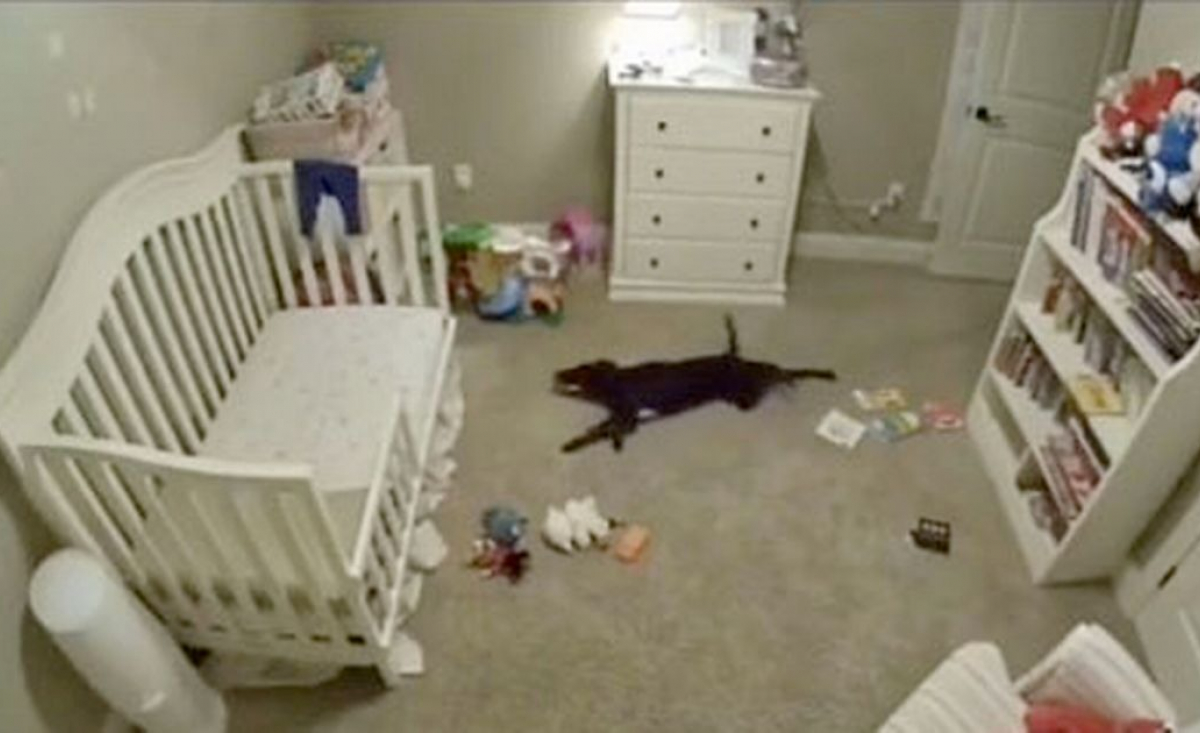 Illustration : "Un chien espiègle et effronté profite de l'absence de ses propriétaires pour jouer secrètement dans la chambre du bébé ! (Vidéo)"