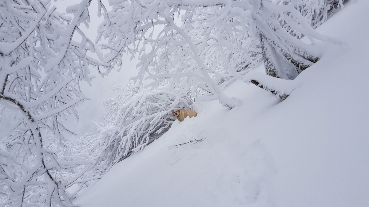 Illustration : "Un chien-guide dévale la montagne sur 150 mètres, les gendarmes lancent une opération de sauvetage"