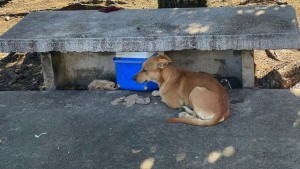 Illustration : Un médecin tend la main à un chien fidèle refusant de quitter le banc sur lequel son propriétaire est décédé