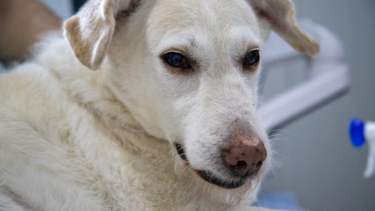 Illustration : "Royaume-Uni : la mystérieuse maladie affectant les chiens serait-elle une forme de coronavirus ?"