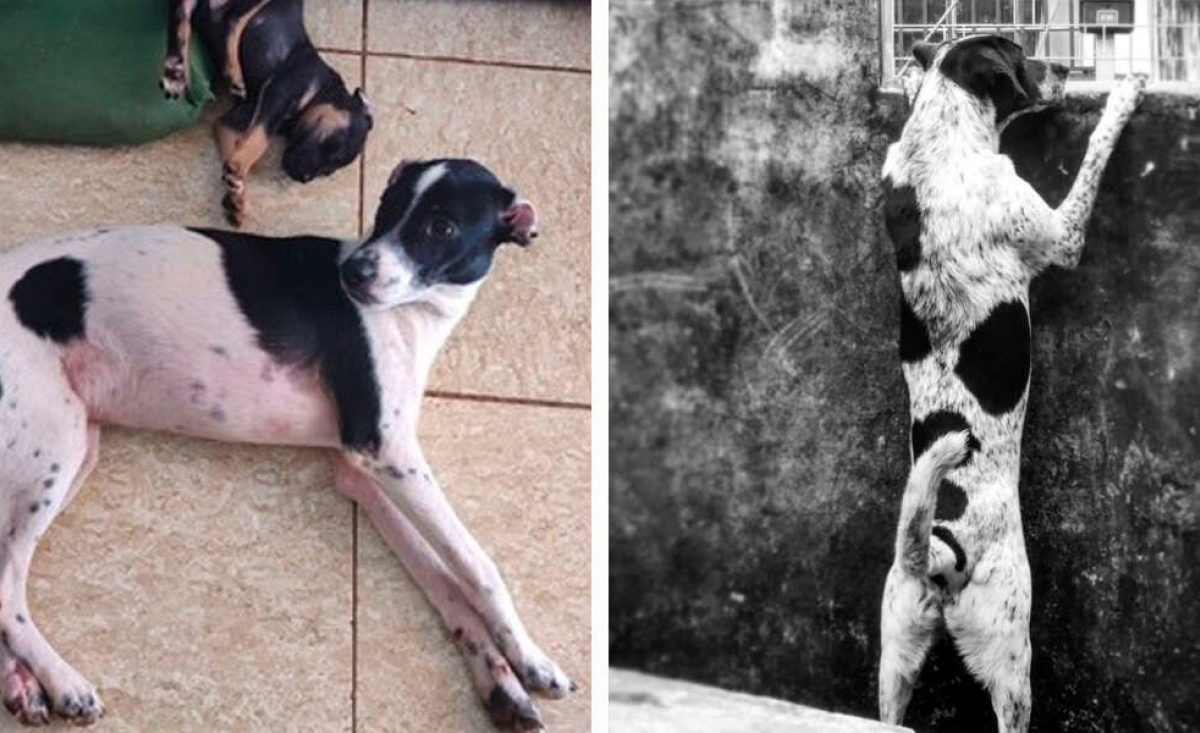 Illustration : "Une famille pense avoir retrouvé son chien disparu : c'est la meilleure erreur qu'elle ait jamais faite"