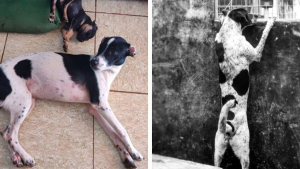 Illustration : Une famille pense avoir retrouvé son chien disparu : c'est la meilleure erreur qu'elle ait jamais faite