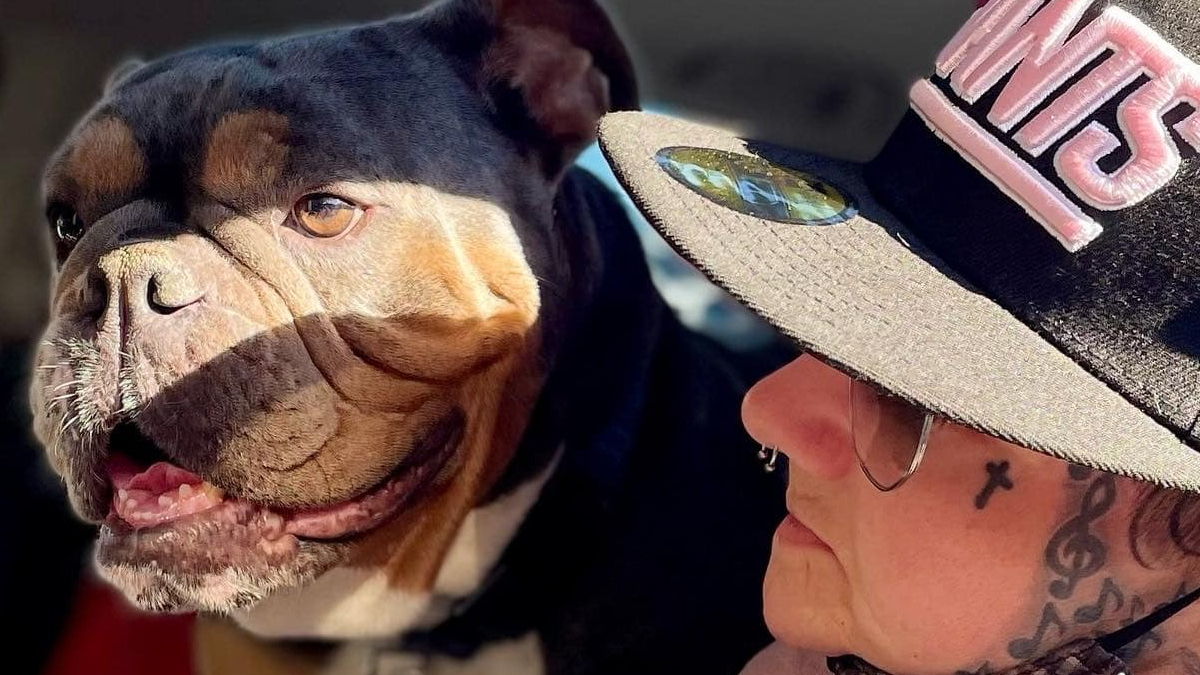 Illustration : "5 ans après sa disparition, une femelle Bulldog Anglais retourne chez sa propriétaire et lui ramène une surprise inattendue"