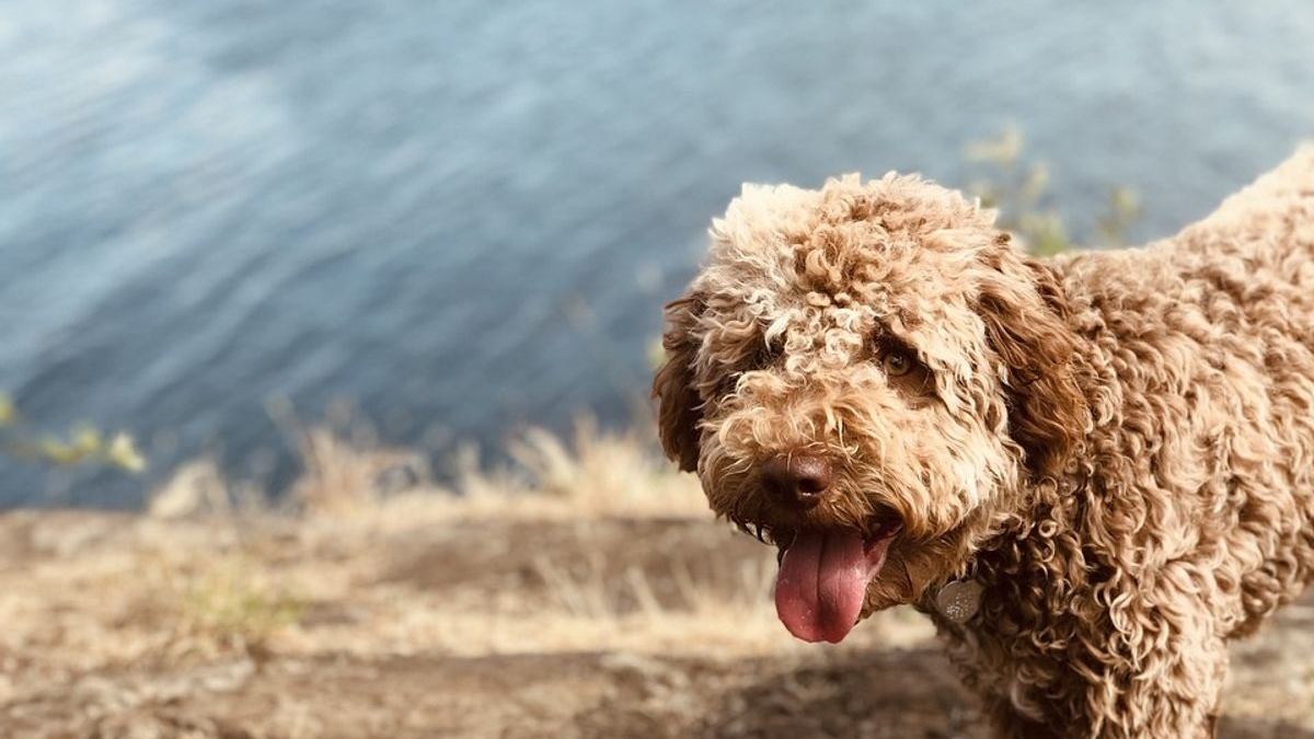 Illustration : "En balade sur son exploitation, le chien d'un ami déniche une truffe énorme !"